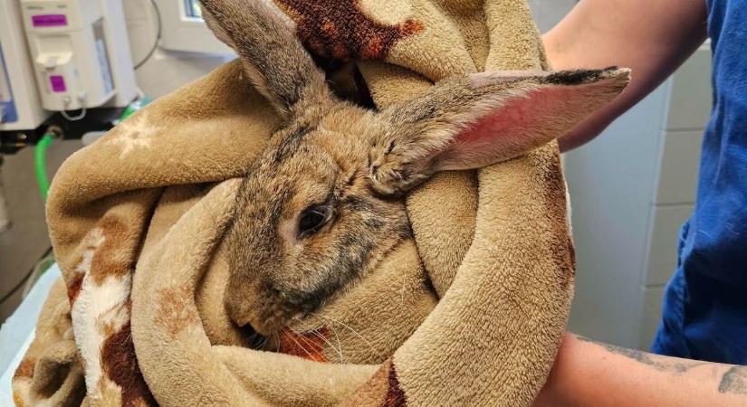 A harcias füles letette a kesztyűt, a rolleresek végre fellélegezhetnek