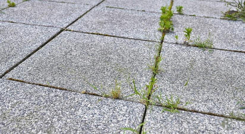 Egyetlen konyhai eszköz kell hozzá! Kertész ismerősöm elárulta a trükköt, hogyan pusztíthatod ki a gyomot a járólapok közül