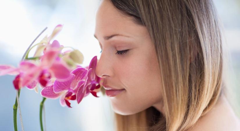 Az orchidea nem csak szobanövény lehet: így varázsolhat egzotikus kertet az udvarból