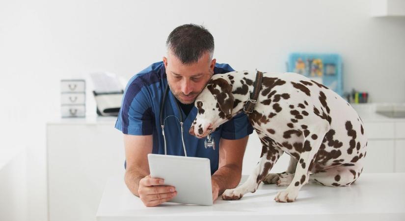 Mutatjuk az állatorvosi ügyeletet május 23-25. között