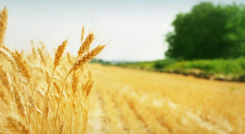 Újra lezárta a kormány az ukrán agrárimport kapuit