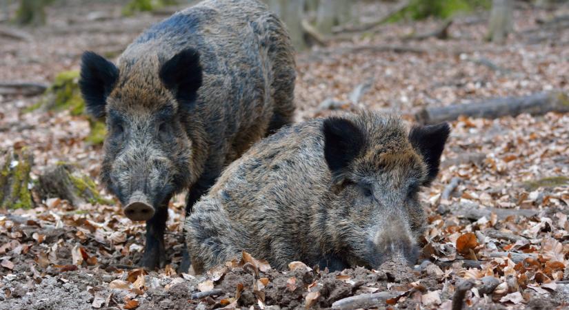 Aggasztó a helyzet: újabb magyar településen jelent meg a pusztító járvány