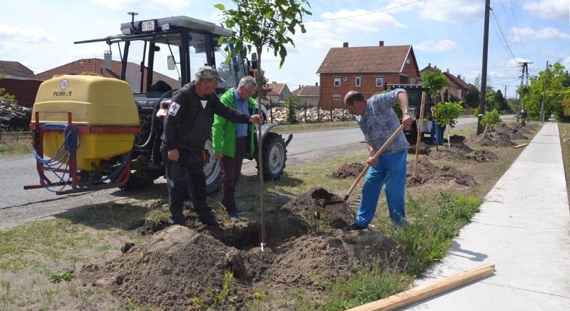 Iskolások is kivevék a részüket a munkából: szalag került a frissen elültetett balástyai fákra