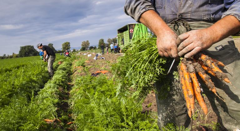 Kapitány István belengette, de brutális következménye lehet a vendégmunkás-stopnak
