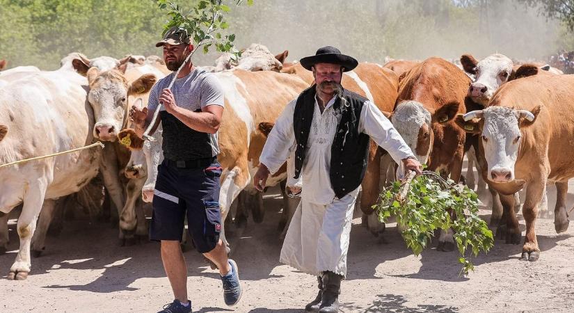 Hagyományőrző gulyahajtás a Szigetközben - fotók, videó