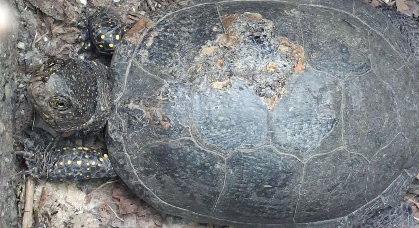 Kétségbeesett küzdelem a fonyódi piacon: magára hagyták a csatornában rekedt teknőst