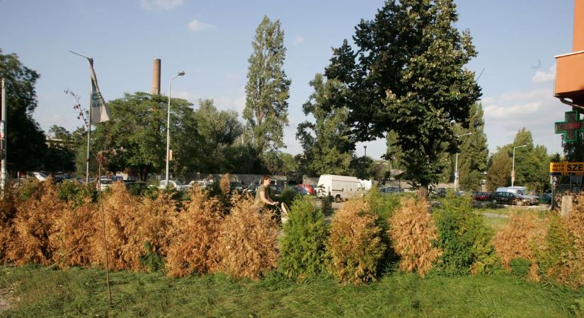 Megállíthatatlanul barnul a tuja? Lehet érdemes lecserélni ezekre a növényekre!