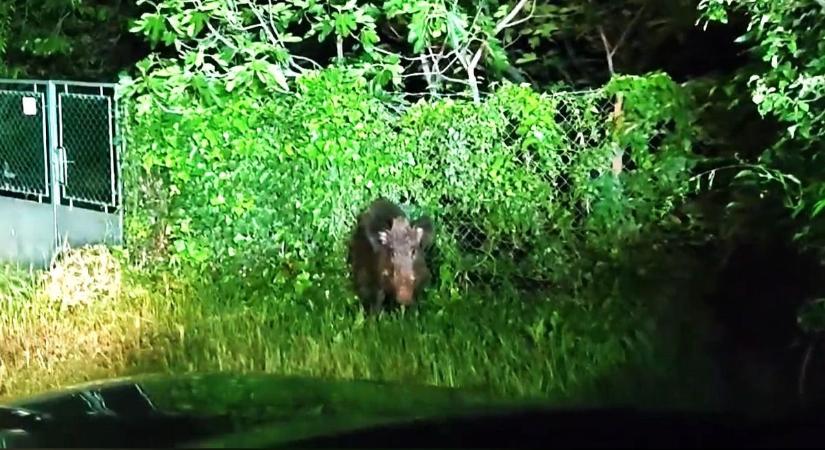 Hazafelé tartottak, amikor farkasszemet néztek a vaddisznóval Balatonalmádiban (videó)