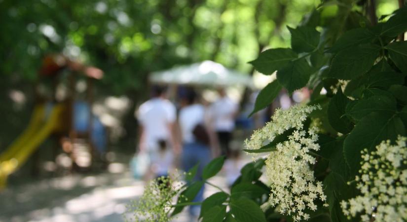 Bodzavirág illat töltötte be a Julien-völgyet Fertőbozon - fotók