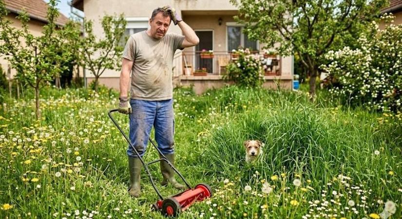 Nem hanyagság: ezért marad magasabb a fű több miskolci területen