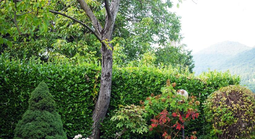 Neked is ott áll ez a fa a kertedben? Szerencsétlenséget és szegénységet hozhat a házra