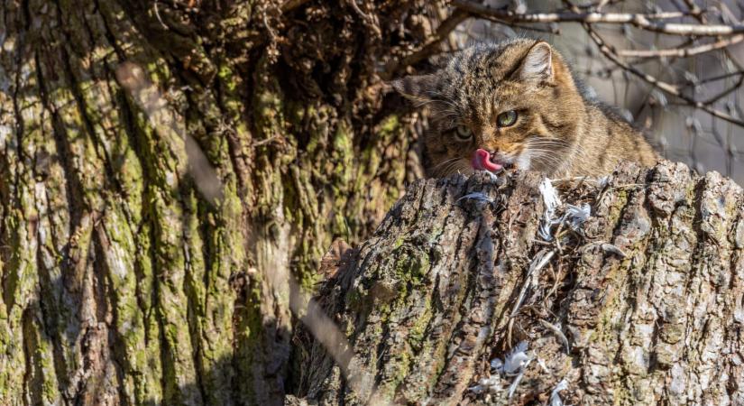 A nyöszörgésre figyeltek fel – ritka ragadozó gubbasztott egy tölgyfa odvában a Börzsönyben