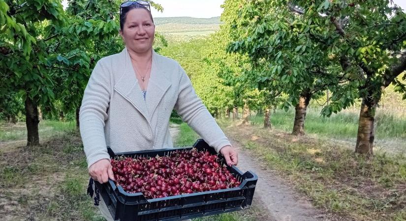 Mutatjuk, hol szedhet cseresznyét Győr környékén