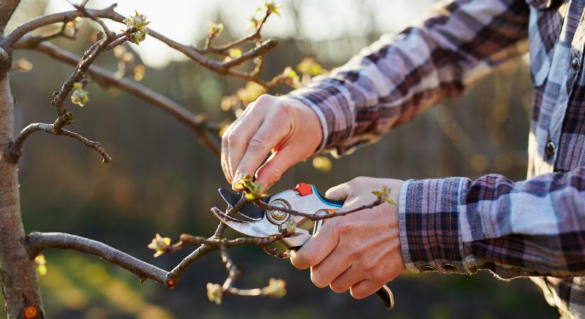 Fatális hiba a kertben: ezt rontják el a legtöbben a gyümölcsfák metszésekor