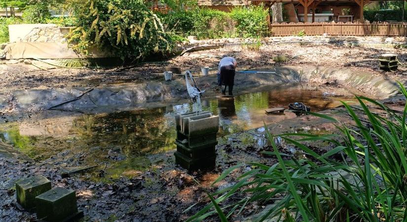 Eltűnt a víz a makói tóból – mi történik a Petőfi parkban?