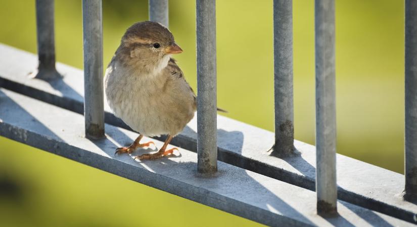 Kvázi anonimmé teszi a Bitcoin tranzakciókat a Sparrow tárca