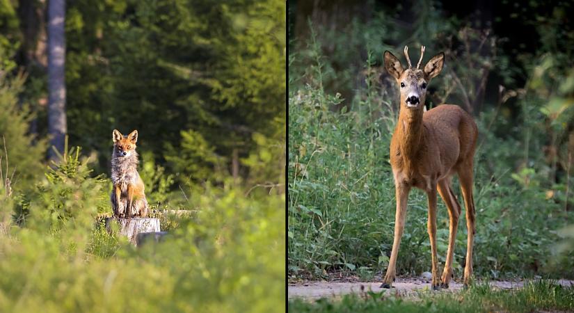 Bambi és Vuk a páncban: közel három méter mély gödörbe esett egy őz és egy róka Debrecenben