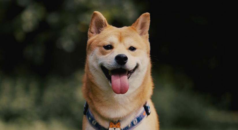 Ismét felkapott lett a Dogecoin: egy vicc mozgatta meg a piacot