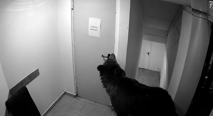 Szállodába ment be a medve Brassópojánán – a 112 szerint „nem sürgősségi eset” (VIDEÓ)
