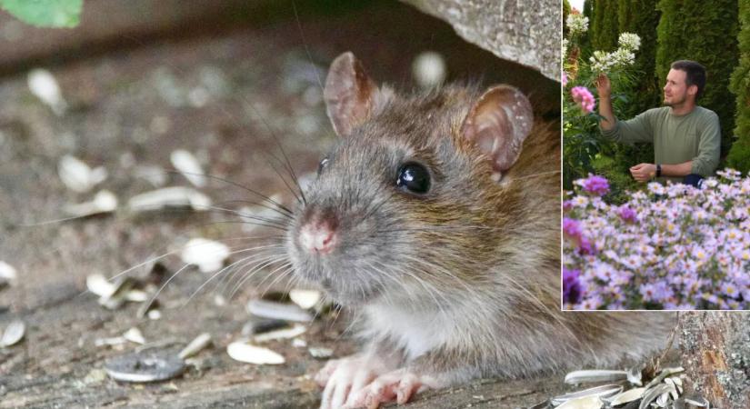31 növény, amely elüldözi a háztól az egereket és patkányokat