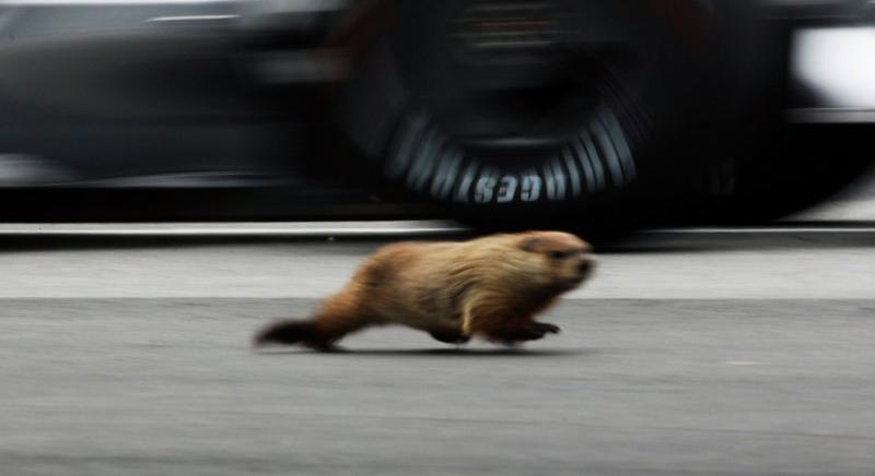 A PETA felszólalt az F1 ellen a mormoták védelme érdekében