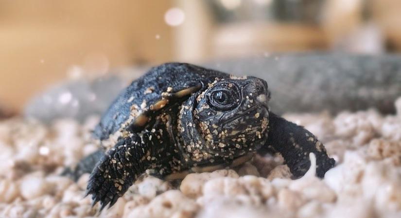 Vigyázzunk a mocsári teknősökre, meglepő helyeken is tojást rakhatnak
