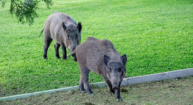 Sertéspestis miatt szigorítások léptek életbe, a járvány vármegyénket is elérheti