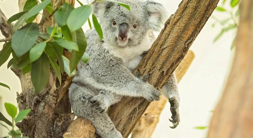 Koala okozott tömegkarambolt: öt autó rohant egymásba