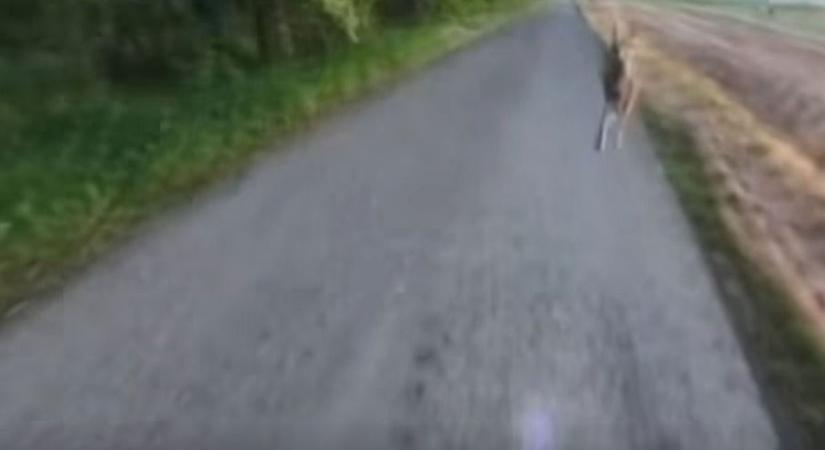 Az alamuszi nyuszi nagyot ugrott – Különös karambol vitte földre a rollerest (videó)