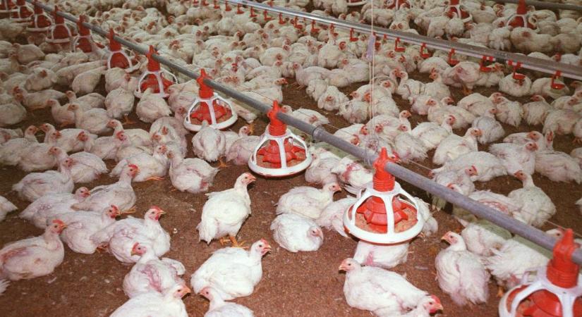 Hat hét az életük, sokuk törött lábbal, szenvedve éli le – milyen csirkéket eszünk?