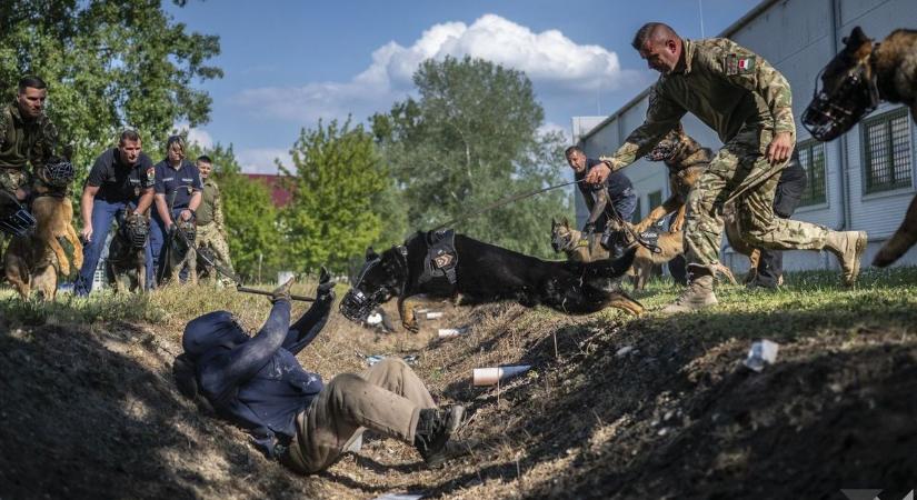 Fegyveres elfogás és éjszakai gyakorlat: így képezik a szolgálati kutyákat (galéria  videó)