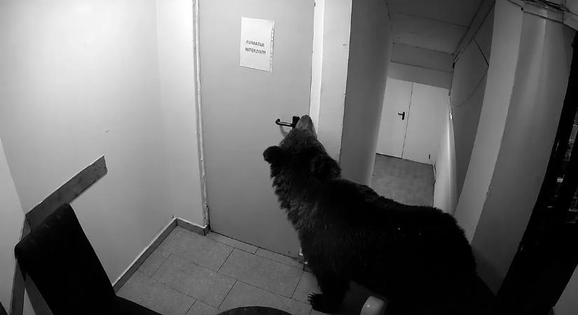 Itt a videó a medvéről, amely bement egy szállodába Brassópojánán