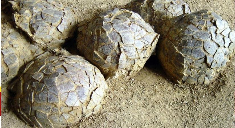 72 millió éves dinó tojásokat találtak Franciaországban