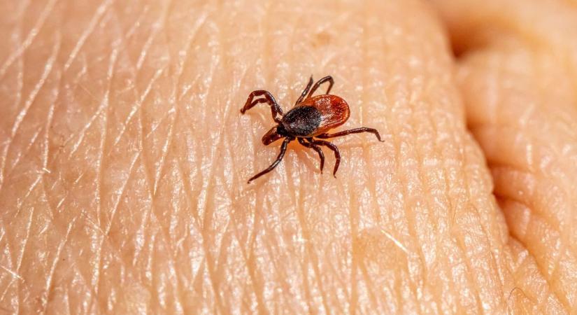 Idén különösen erős lehet a kullancsszezon – ez a legfontosabb védekezés a szakértő szerint