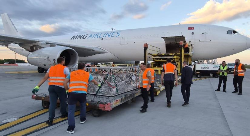 Szintet lépett a juhexport, repülővel szállítjuk ki az állatokat