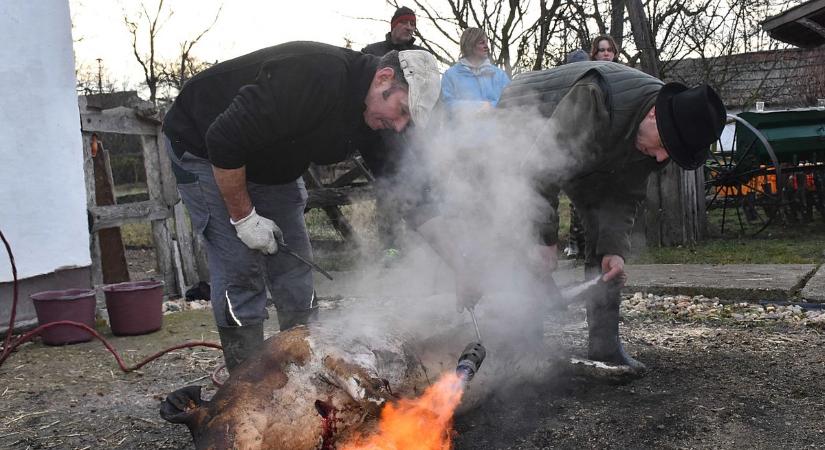 Közel kétmillió forint gyűlt össze a jászkiséri disznóvágáson – erre költik a hatalmas összeget