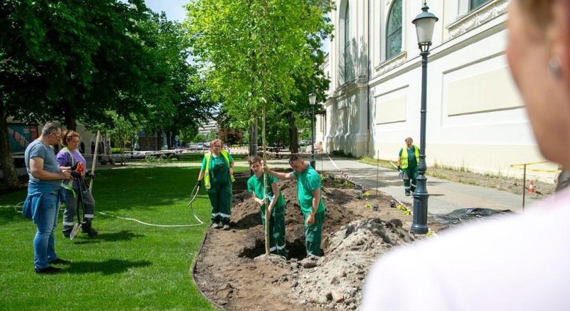 Okosöntözés és vadvirágos rétek: új szemlélet szerint újulnak meg Kecskemét zöldterei