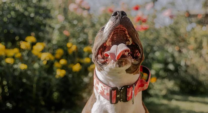 Késelésbe és vérfürdőbe torkollott a staffordshire terrierek marakodása Budapesten
