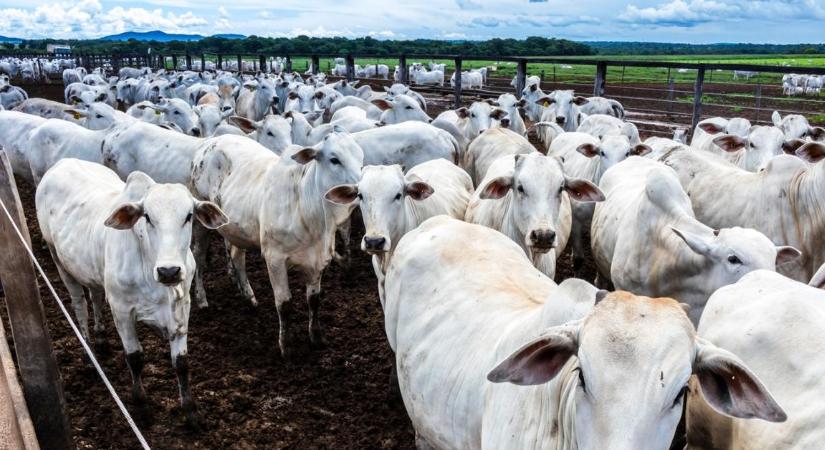 Brazília reagált a húspiaci pofonra, amit az EU-tól kapott