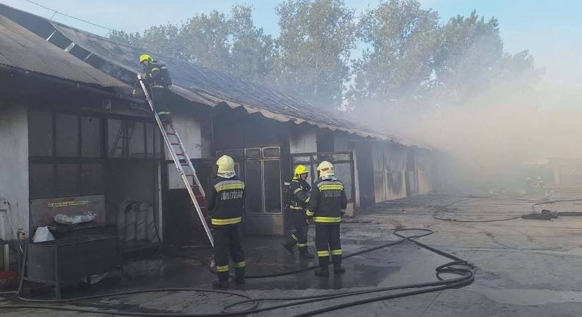 Drámai pillanatok a Vadastagban: hatalmas hodály vált a lángok martalékává (fotók)