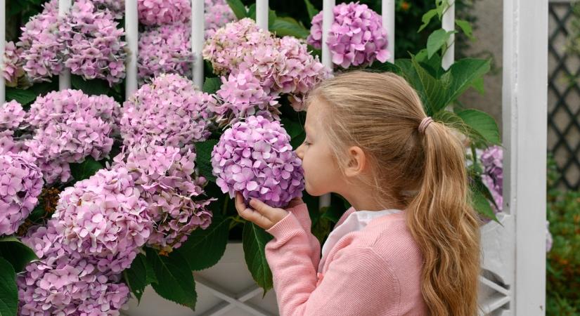 Kertész ismerősöm elárulta a titkot: Ezzel a pofonegyszerű házi keverékkel egész nyáron roskadozni fognak a hortenzia bokraid a hatalmas virágoktól
