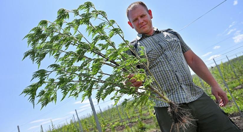 Kedvező adatokat közöltek a parlagfűről Hevesben, de van egy rossz hír is