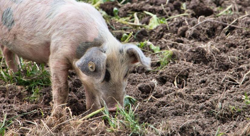 Vegyszerek helyett: szokatlan helyről jön a segítség a gyomirtáshoz