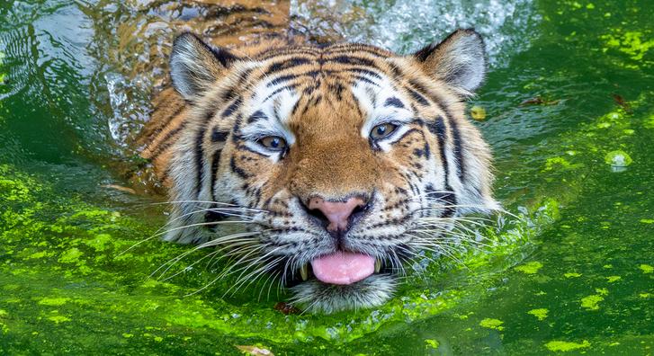 Tigris-testvérek vízi csatája, ilyen aranyos fotókat ritkán látni