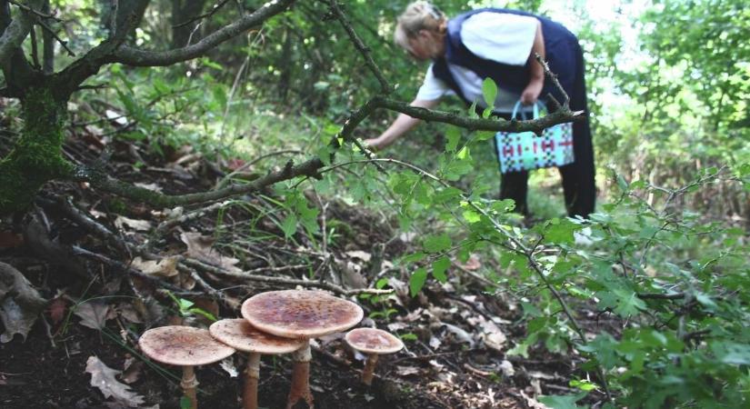 Megmozdultak az erdők Hevesben: robbanhat a gombaszezon, többen már most vargányát emlegetnek