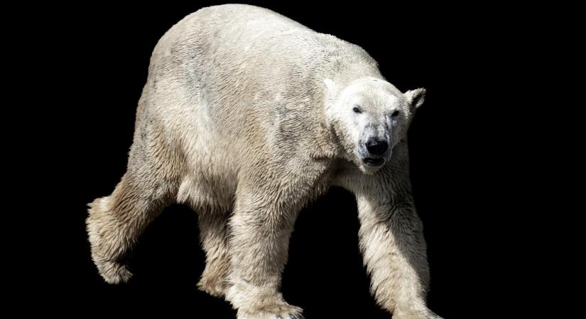 Elaltatták Lloydot, a Nyíregyházi Állatpark jegesmedvéjét