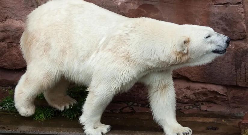 "Életének 26. évében örökre elaludt" - Szomorú hírt osztott meg a Nyíregyházi Állatpark