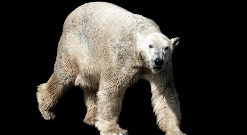 Elaltatták a Nyíregyházi Állatpark rangidős jegesmedvéjét
