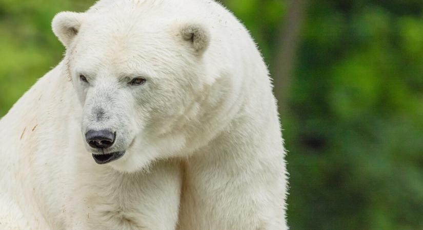 Tragikus bejelentést tett a Nyíregyházi Állatpark – elpusztult az ikonikus jegesmedve