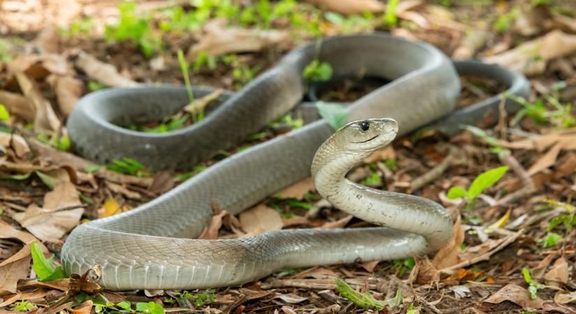 Mérges kígyók jelenhetnek meg a lakóhelyünk közelében